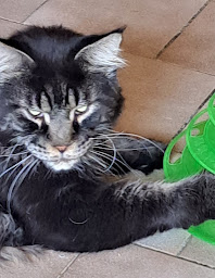 Photo n°22 de Association Lou à Saint-Pierre-le-Vieux (Association pour la protection des animaux)