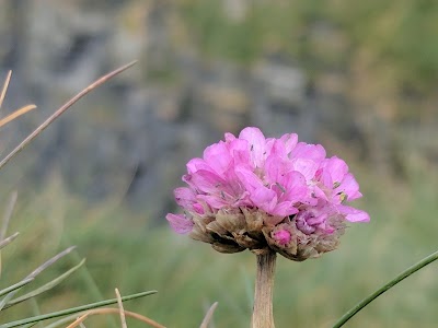 Photos of Cliffs of Moher