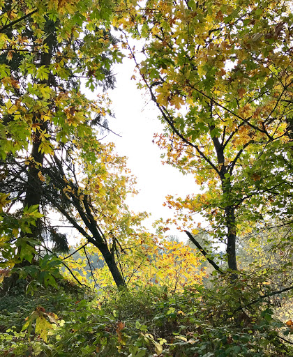 Simpson Park - Visual