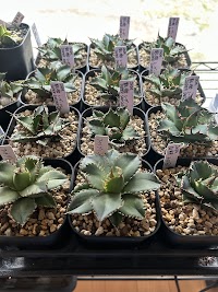 めだか&植物 無人販売『mireia』