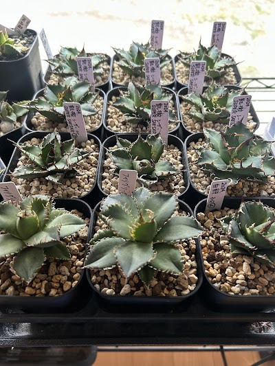 めだか&植物 無人販売『mireia』