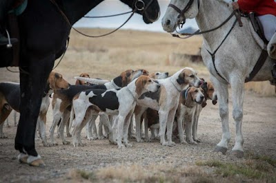 Big Sky Hounds