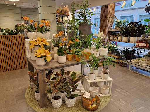 Planta Blommor - Visual
