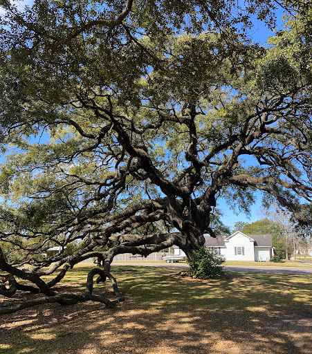 Magic Live Oak tree - Thumbnail