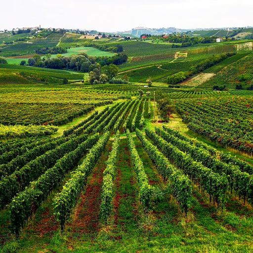 F.lli Belcredi Vini
