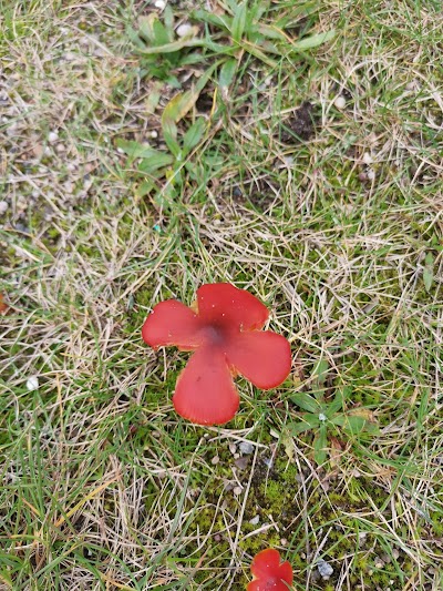 Photos of S&oslash;ller&oslash;dlejren