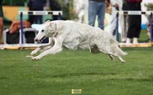 Photo n°3 de Combis Marie-Hélène à La Chapelle-Viel (Éleveur de chiens)