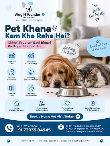 Wag N Wander provides professional veterinary care and pet support services with a focus on keepi…