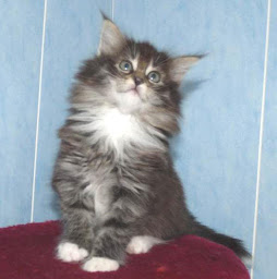 Photo n°17 de La Foret De Jernvid à Cormolain (Éleveur)