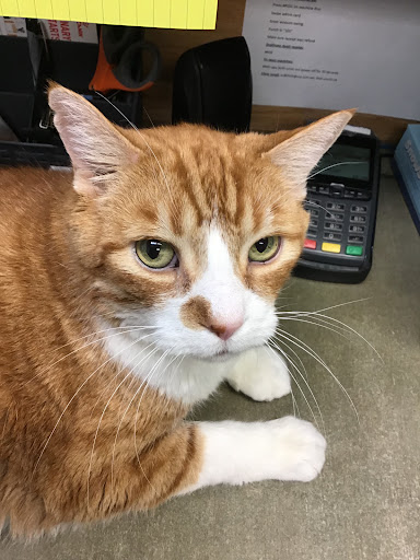 VCA Canada Burgess Animal Hospital - Thumbnail