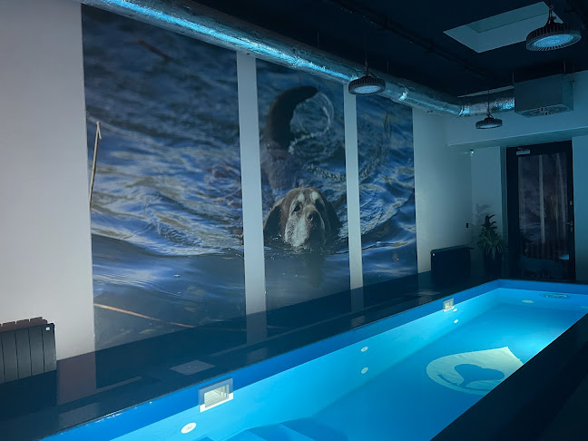 Dolbia Centrum Rehabilitacji Zwierząt - Fizjoterapeuta