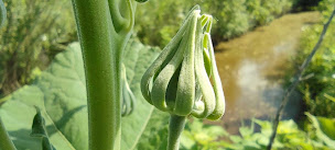 Photo n°14 de La Bot'a Marion à Labenne (Consultant en environnement)