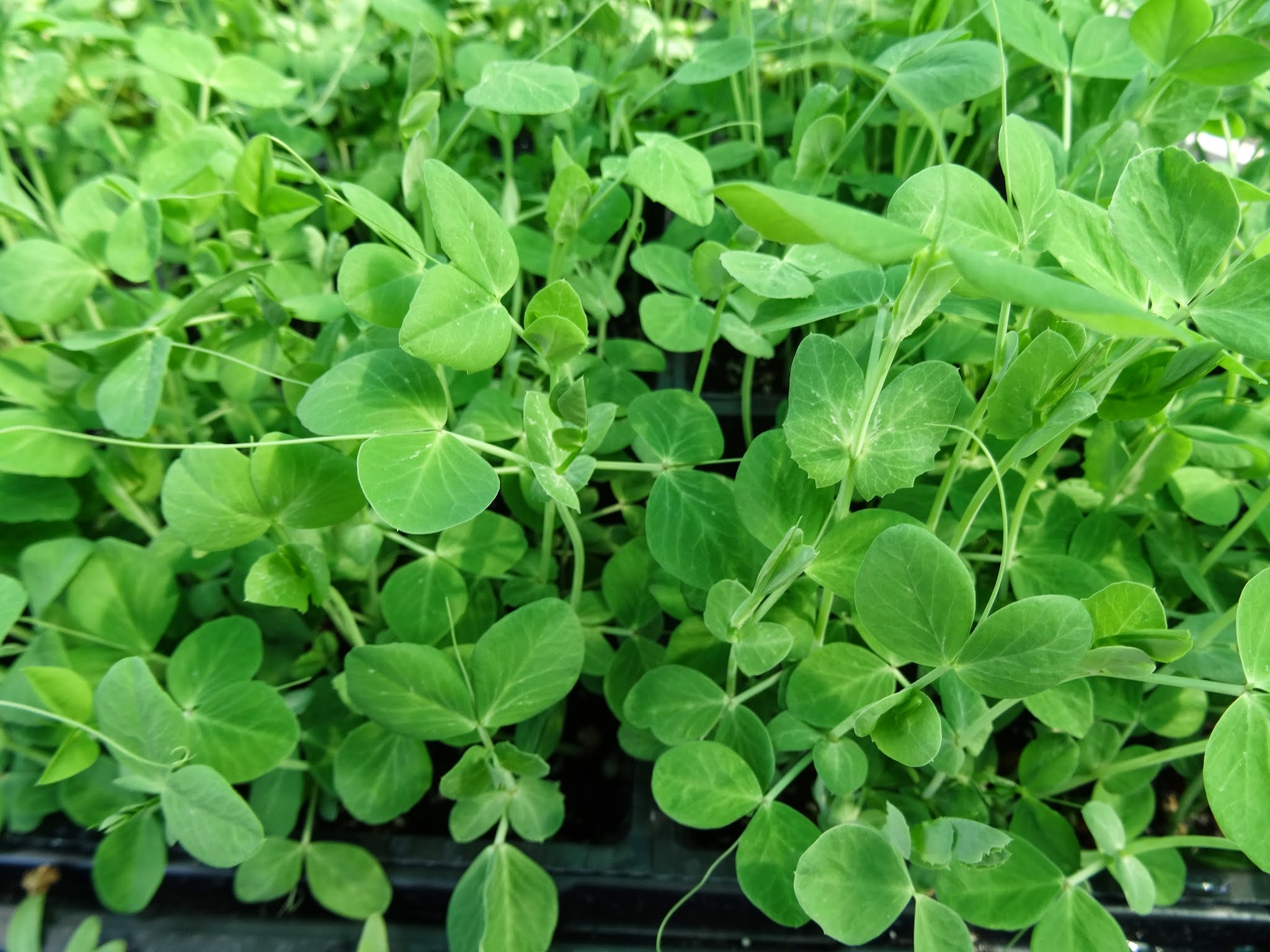 Second Sun Garden Supply