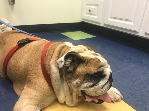 Pet Vet Animal Hospital - Thumbnail