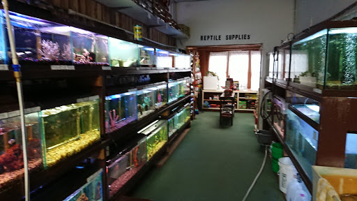 Aquatic Pets - Visual