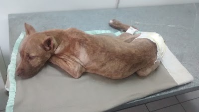 Photos of ADAP veterinary 24 hours.