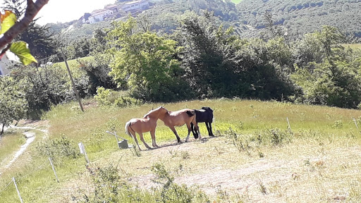 MAX RANCH - Visual