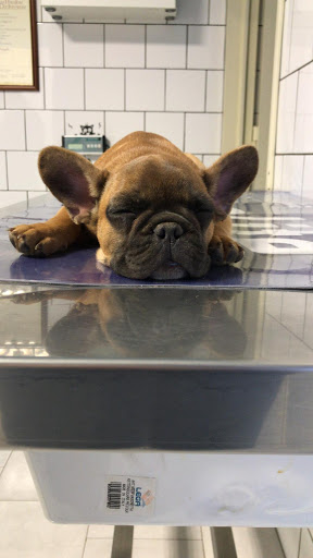 Ambulatorio Veterinario Carolei - Thumbnail