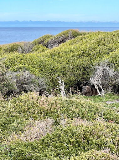 Green Cape lookout - Thumbnail