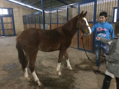 Photos of Canadian Ranch Club