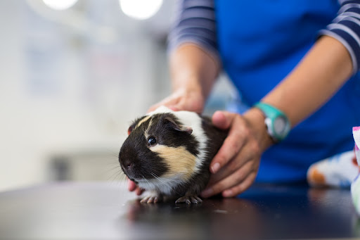 Hook Veterinary Centre - Visual