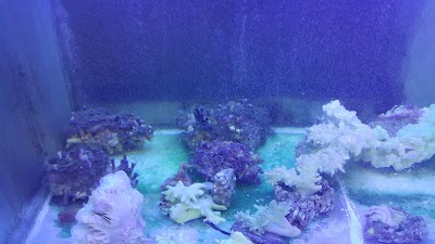 Photos of Bali Reef Aquarium