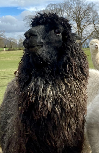 Alpacaly Ever After (office only) - Thumbnail