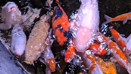 Uyeda Koi