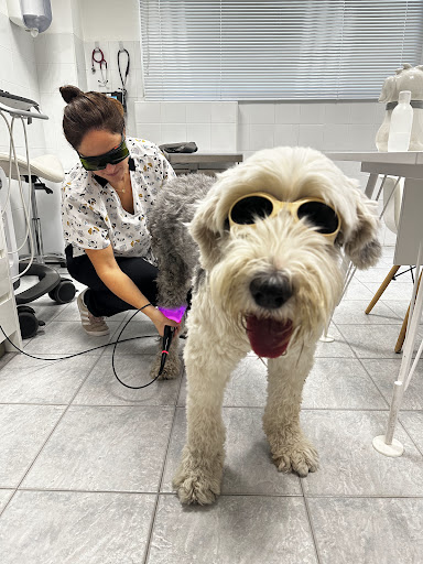 Pandora Veterinaria 24 horas fines de semana.