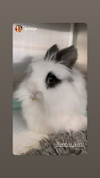 Photo n°62 de VETINPARIS - URGENCES vétérinaires Paris 24/24 et 7/7 à Paris (Vétérinaire)