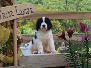 Photo n°8 de De la Tribu Landka à Labastide-sur-Bésorgues (Éleveur de chiens)