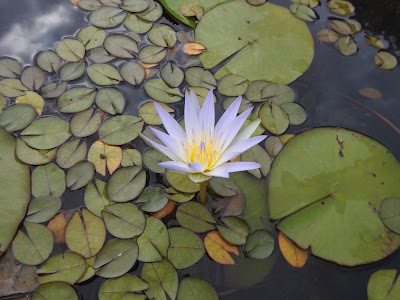 Photos of Greenfield Bio Plantations