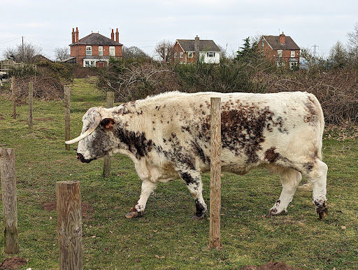Hartlebury Common - Thumbnail