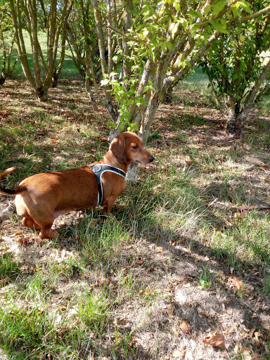 Area cani - Visual