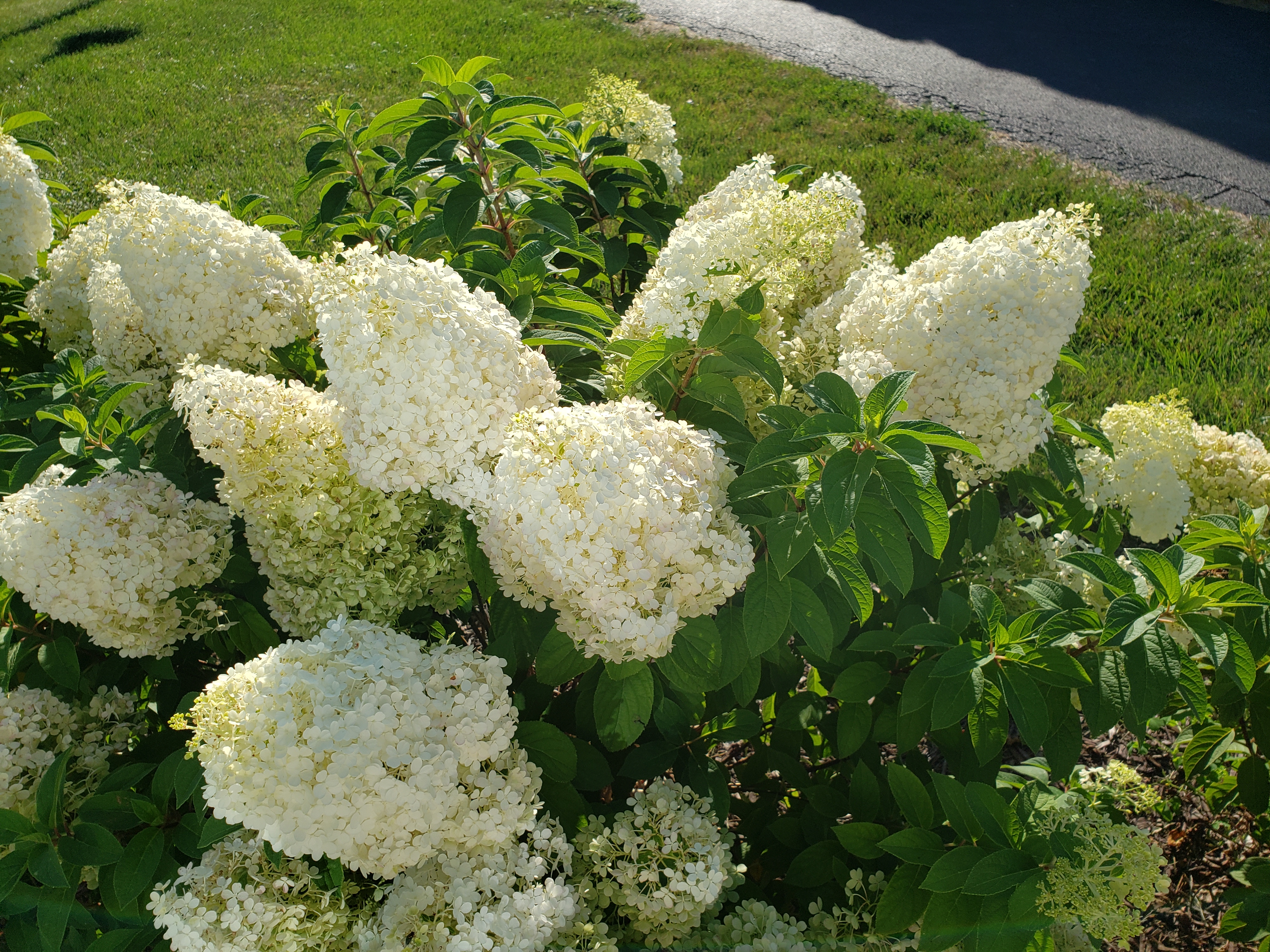 Charley Creek Gardens