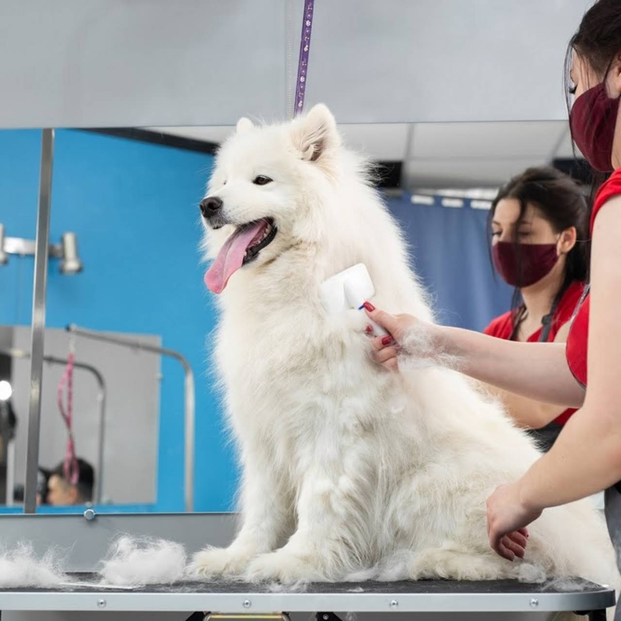 Vet Express Veterinary Clinic Animal Hospital in Claxton Bay