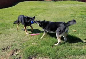 POOP 911 Fort Worth (Dog Poop Pick Up, Pooper Scooper, Dog Poop Service)