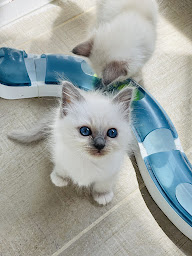 Photo n°3 de élevage of blue leaf valley à Boudreville (Éleveur)