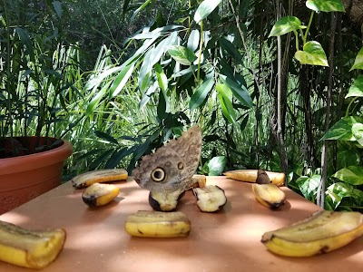Photos of Aruba Butterfly Farm