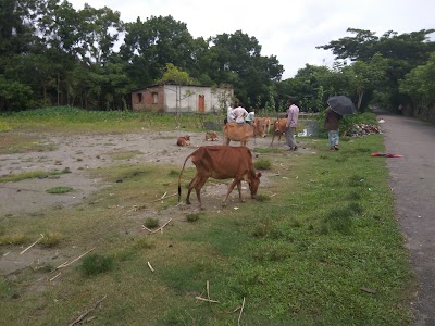 Photos of কৈখালি গরুর হাট