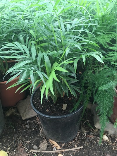 Photos of Viveros El Oasis