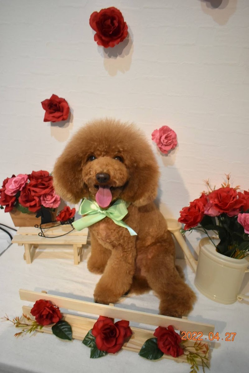 ドッグサロン Leo style.