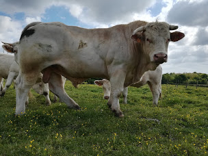Photo n°3 de Gaec Des Marais à Haute-Goulaine (Élevage de volailles)