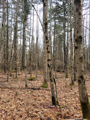 Bass Falls Preserve - Thumbnail