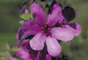 Photo n°5 de Fleurs de Vie à Les Arcs (Magasin de vitamines et compléments alimentaires)