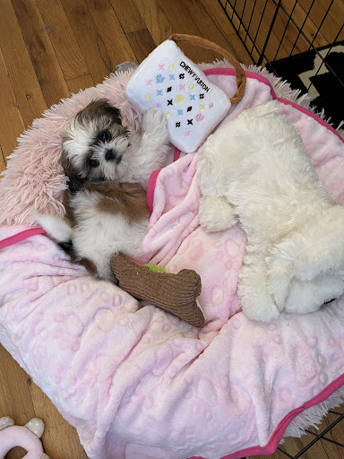 Suffolk Puppies For Sale