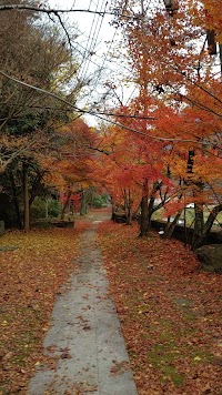 湯原温泉旭川河川敷桜並木