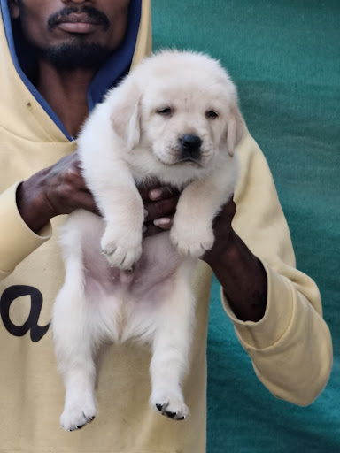 Superb quality Labrador puppies ready for new loving home for more details please call or whatsap… post image