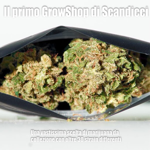 GrowShop1937