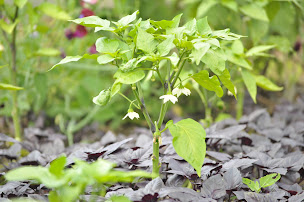 Photo n°2 de Les Jardins de Brenne à Saint-Michel-en-Brenne (Centre de formation)